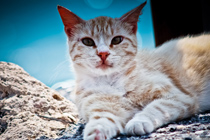 求购ddos在线攻击